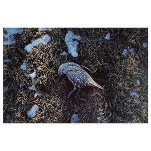 Frosted Quail – Cambrian